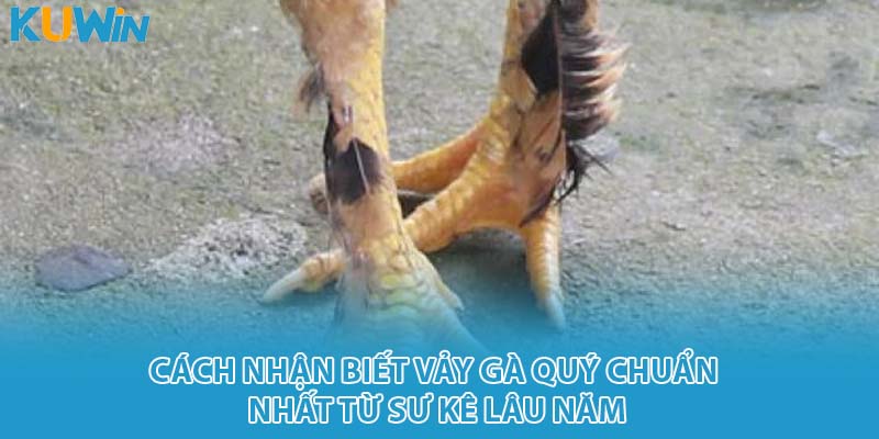 vảy gà quý