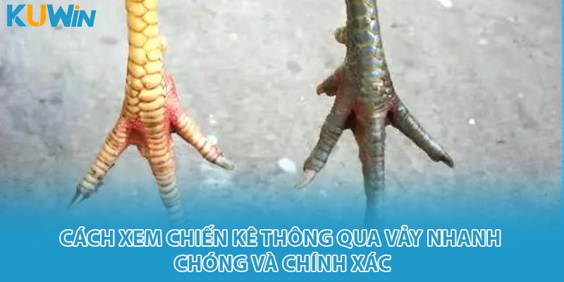 Cách xem chiến kê thông qua vảy nhanh chóng và chính xác