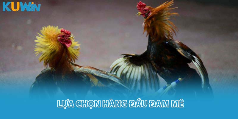 Lựa chọn hàng đầu đam mê