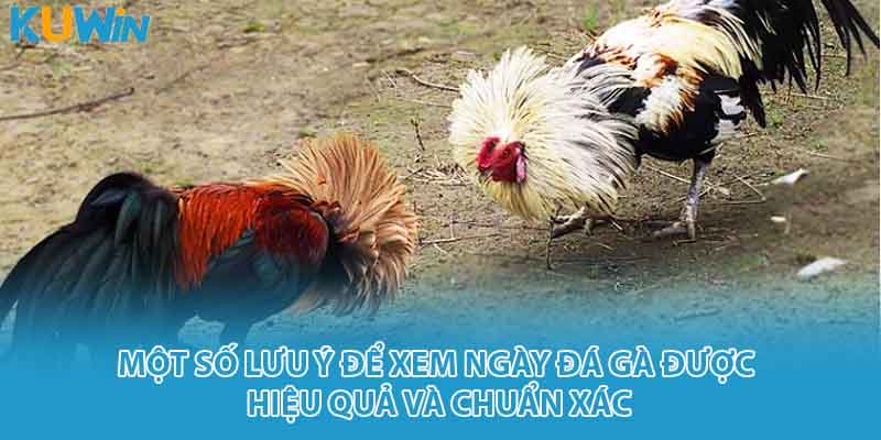 Một số lưu ý để xem ngày đá gà được hiệu quả và chuẩn xác