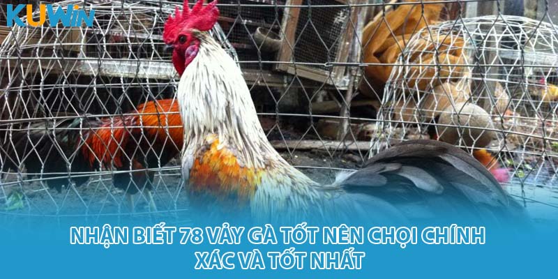 78 vảy gà tốt nên chọi