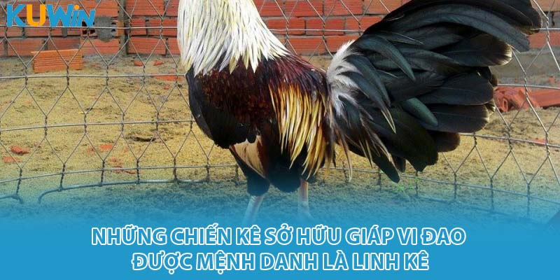 Những chiến kê sở hữu giáp vi đao được mệnh danh là linh kê