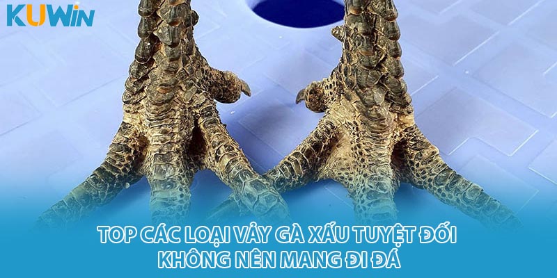 gà vảy xấu