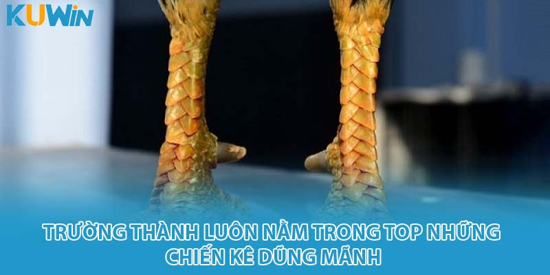 Trường thành luôn nằm trong top những chiến kê dũng mãnh