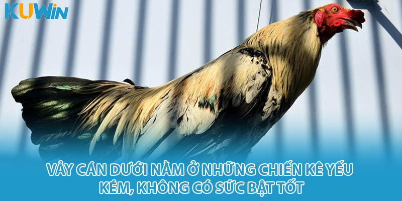 Vảy cán dưới nằm ở những chiến kê yếu kém, không có sức bật tốt