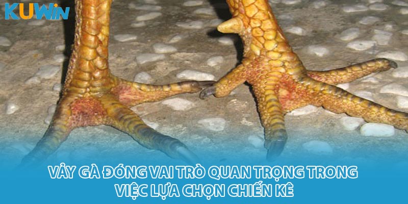 Vảy gà đóng vai trò quan trọng trong việc lựa chọn chiến kê