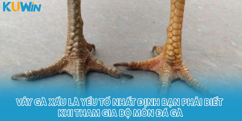 Vảy gà xấu là yếu tố nhất định bạn phải biết khi tham gia bộ môn đá gà