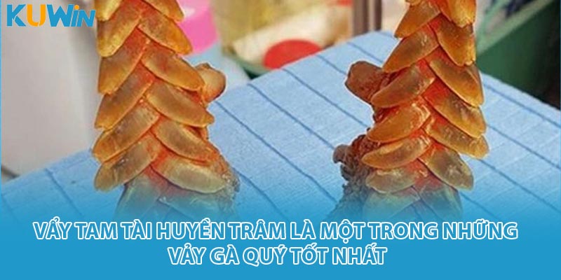 Vảy tam tài huyền trâm là một trong những vảy gà quý tốt nhất