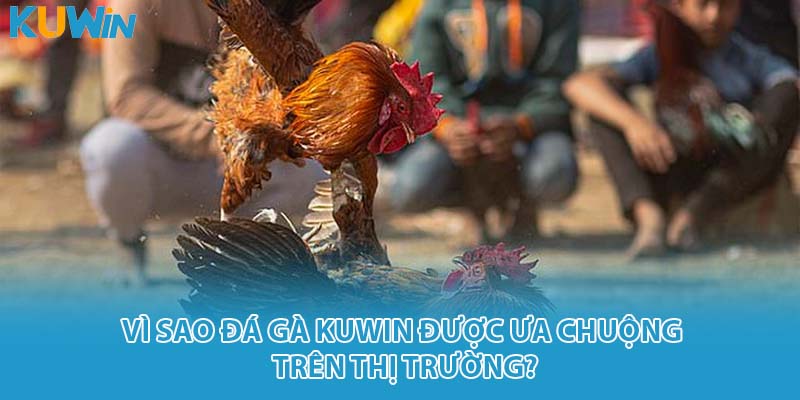 Vì sao đá gà kuwin được ưa chuộng trên thị trường?
