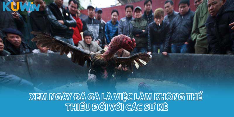 Xem ngày đá gà là việc làm không thể thiếu đối với các sư kê