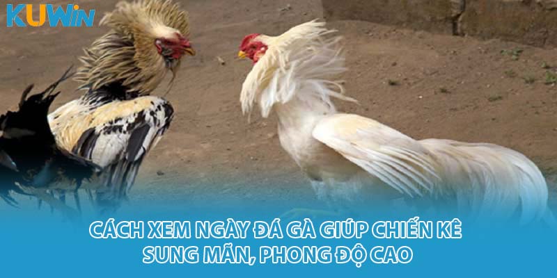 xem ngày đá gà